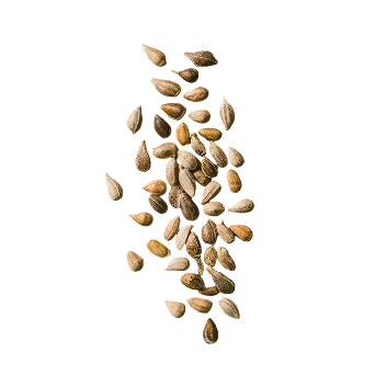 Semena, osiva